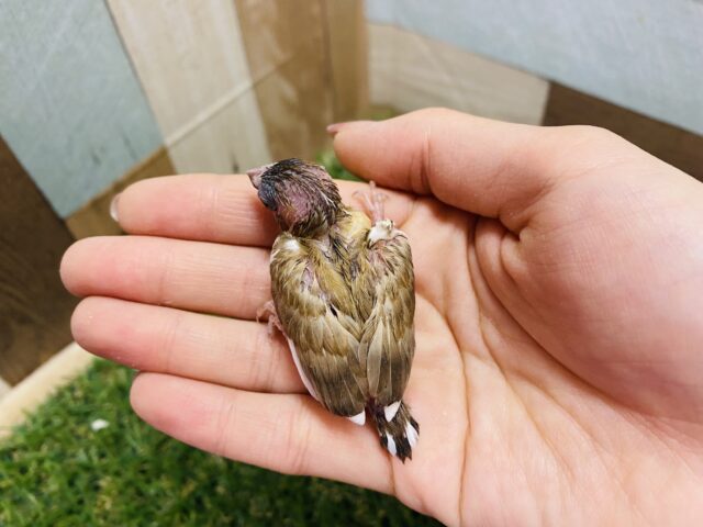 十姉妹（ジュウシマツ）