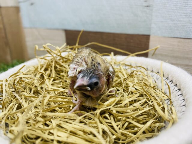 十姉妹（ジュウシマツ）