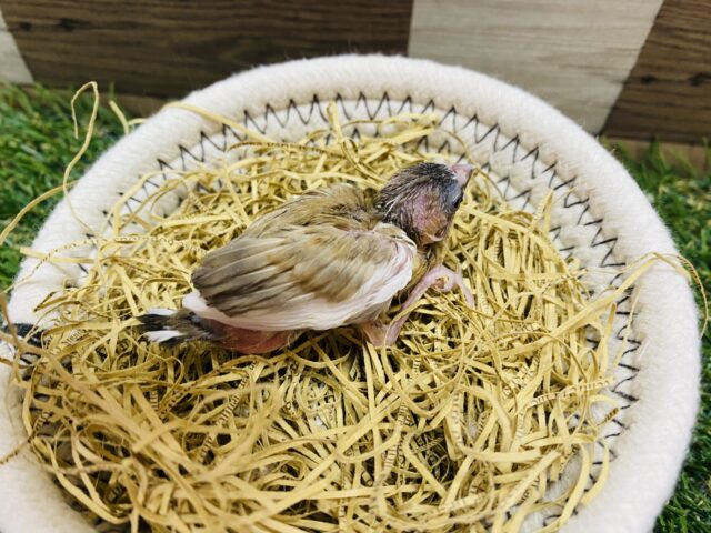 十姉妹（ジュウシマツ）