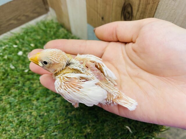 最新画像有り✨ずっしり体型で大きめです‼️これからが楽しみな白文鳥🤍 白文鳥