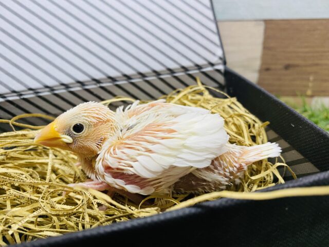 最新画像有り✨ずっしり体型で大きめです‼️これからが楽しみな白文鳥🤍 白文鳥
