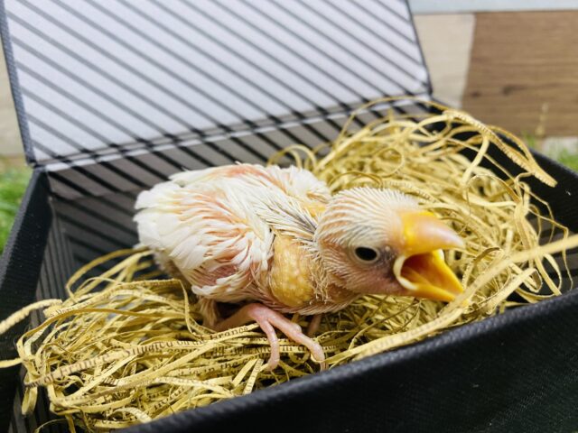 最新画像有り✨ずっしり体型で大きめです‼️これからが楽しみな白文鳥🤍 白文鳥