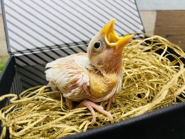 最新画像有り✨ずっしり体型で大きめです‼️これからが楽しみな白文鳥🤍 白文鳥