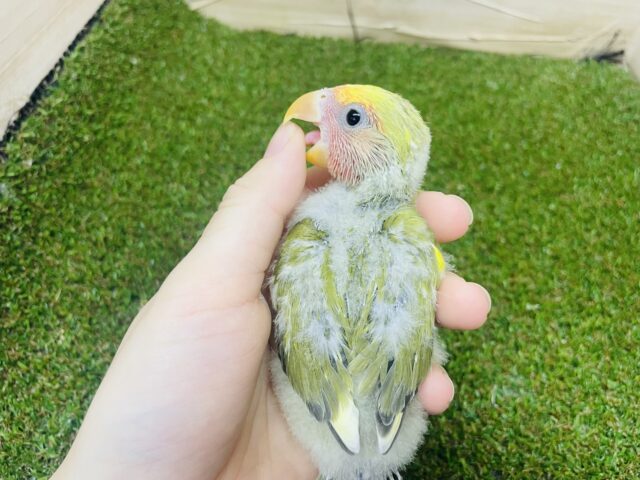 コザクラインコ（小桜インコ）