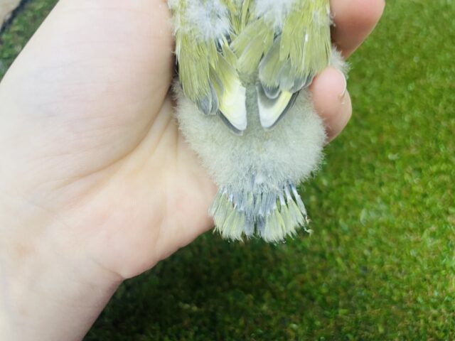 コザクラインコ（小桜インコ）