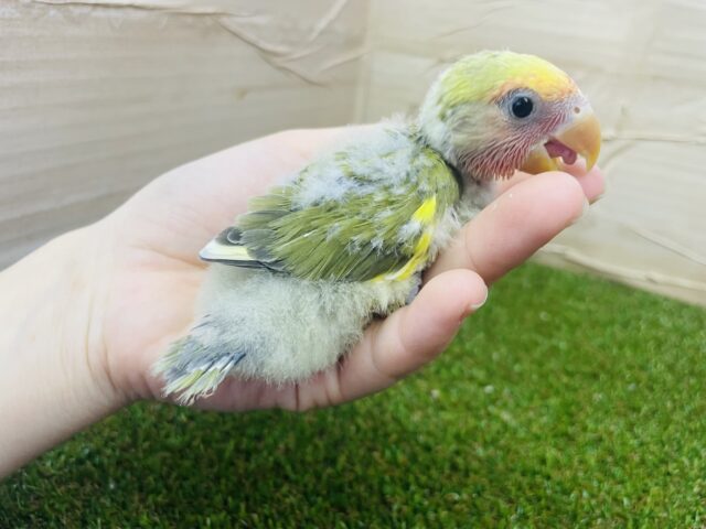 コザクラインコ（小桜インコ）