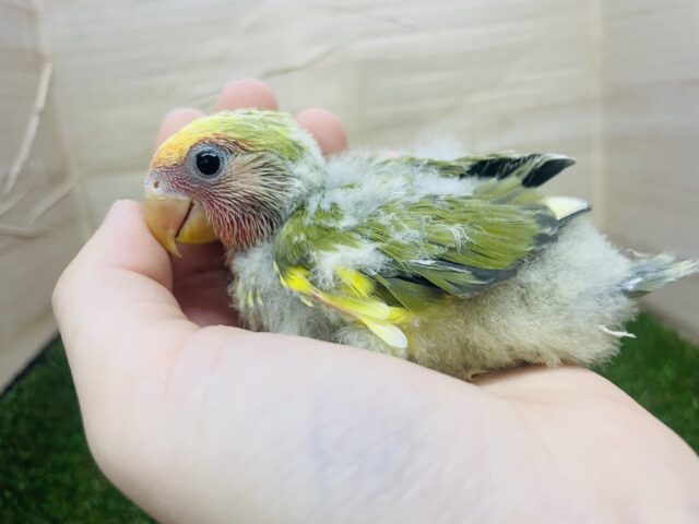 コザクラインコ（小桜インコ）