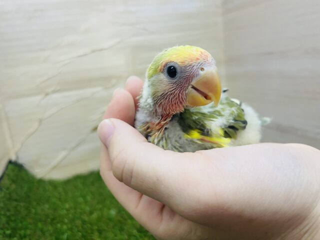 コザクラインコ（小桜インコ）