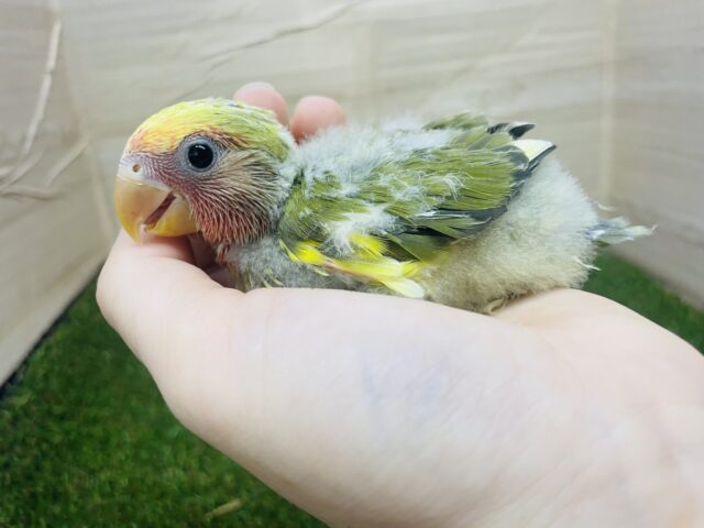 コザクラインコ（小桜インコ）
