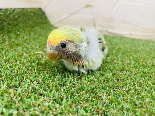 コザクラインコ（小桜インコ）