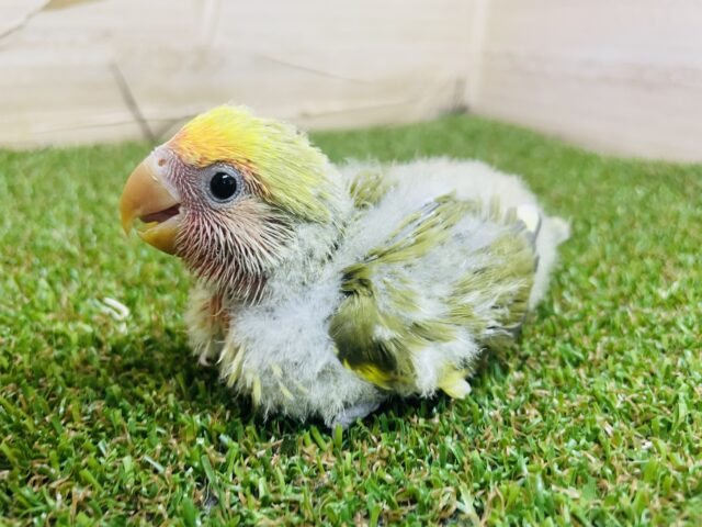 コザクラインコ（小桜インコ）