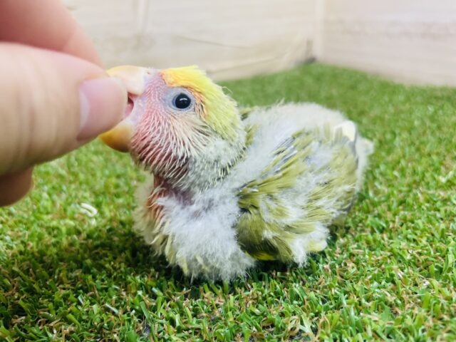 コザクラインコ（小桜インコ）