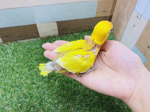 ヤマブキボタンインコ