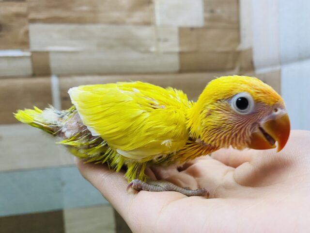 最新画像あります♪明るく太陽のように輝いています☀️ヤマブキボタンインコのイエロー❗️ ヤマブキボタンインコ