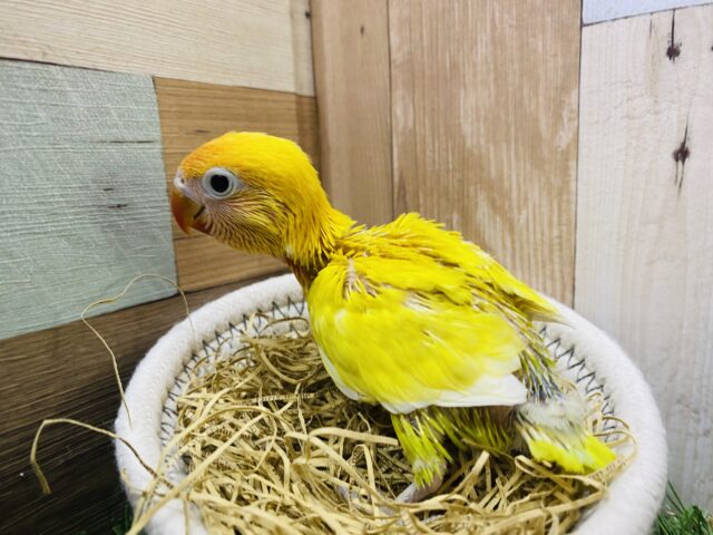 最新画像あります♪明るく太陽のように輝いています☀️ヤマブキボタンインコのイエロー❗️ ヤマブキボタンインコ