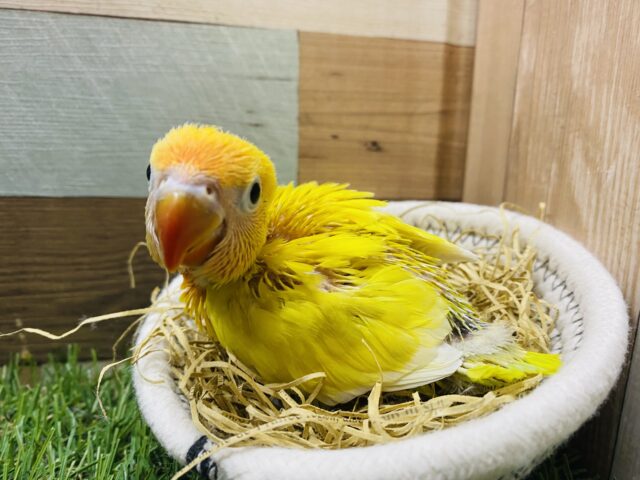 最新画像あります♪明るく太陽のように輝いています☀️ヤマブキボタンインコのイエロー❗️ ヤマブキボタンインコ