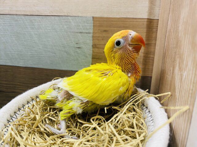 最新画像あります♪明るく太陽のように輝いています☀️ヤマブキボタンインコのイエロー❗️ ヤマブキボタンインコ