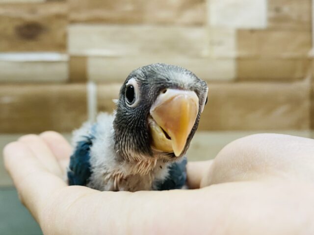 ブルーボタンインコ