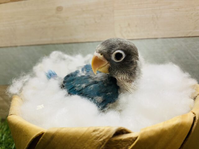 ブルーボタンインコ