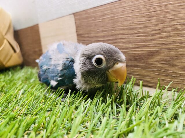 ブルーボタンインコ