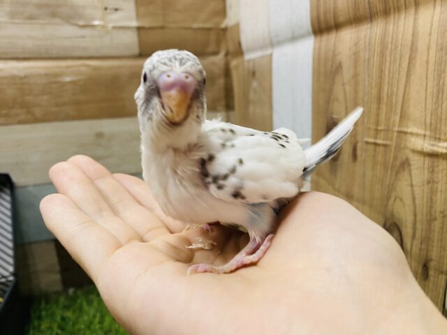 ごま塩ちゃんやってきました〜🤍美しいセキセイインコ白ハルクイン❗️ セキセイインコ