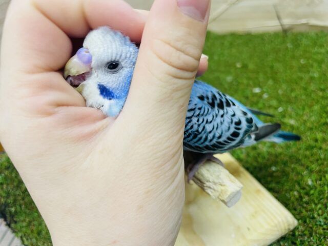 セキセイインコ