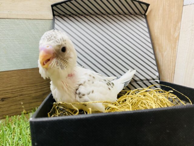 ごま塩ちゃんやってきました〜🤍美しいセキセイインコ白ハルクイン❗️ セキセイインコ
