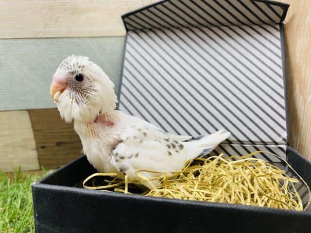 ごま塩ちゃんやってきました〜🤍美しいセキセイインコ白ハルクイン❗️ セキセイインコ