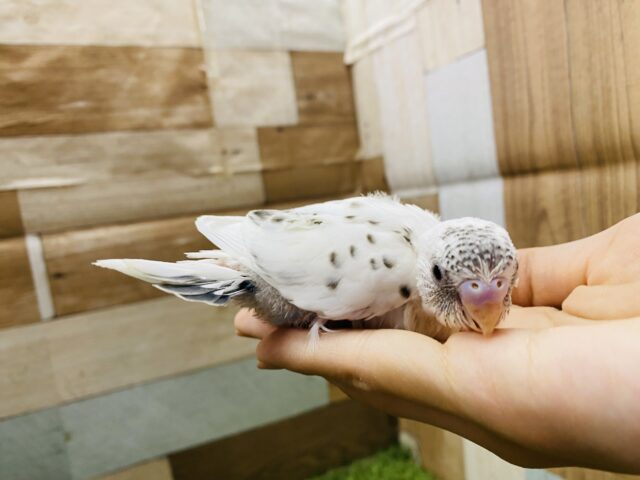 ごま塩ちゃんやってきました〜🤍美しいセキセイインコ白ハルクイン❗️ セキセイインコ