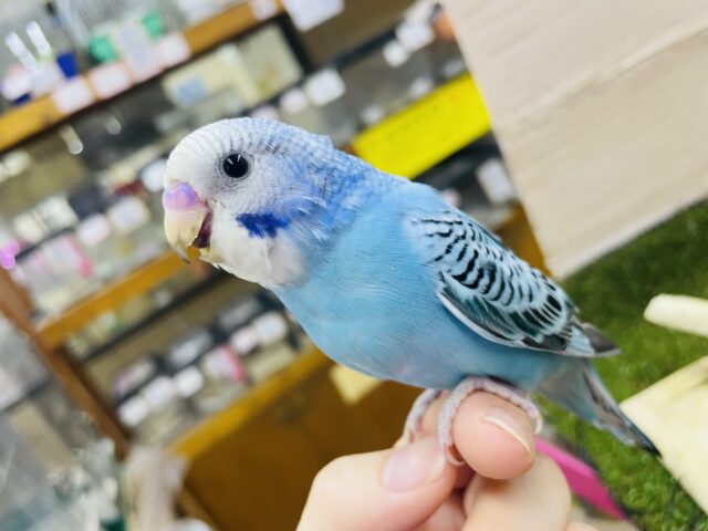 セキセイインコ