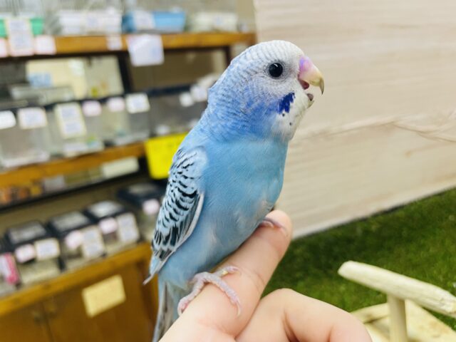 セキセイインコ