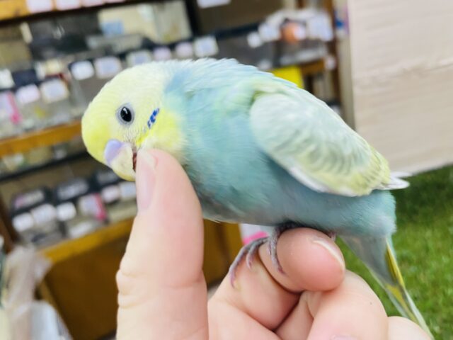 セキセイインコ
