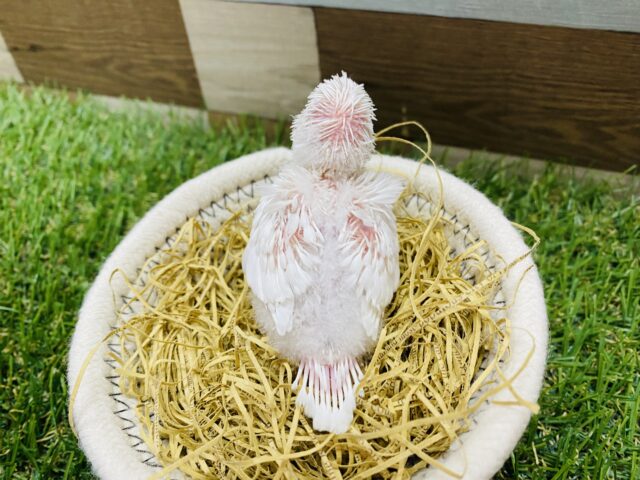 羽衣セキセイインコ