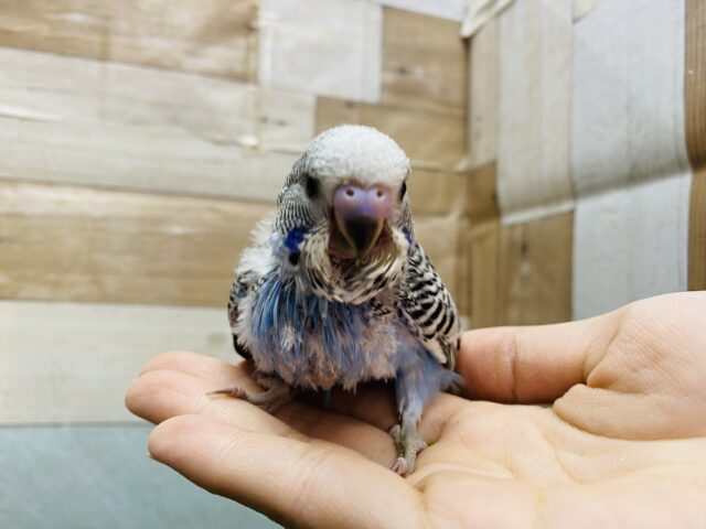 ジャンボセキセイインコ