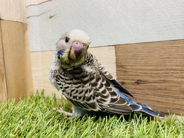 ジャンボセキセイインコ