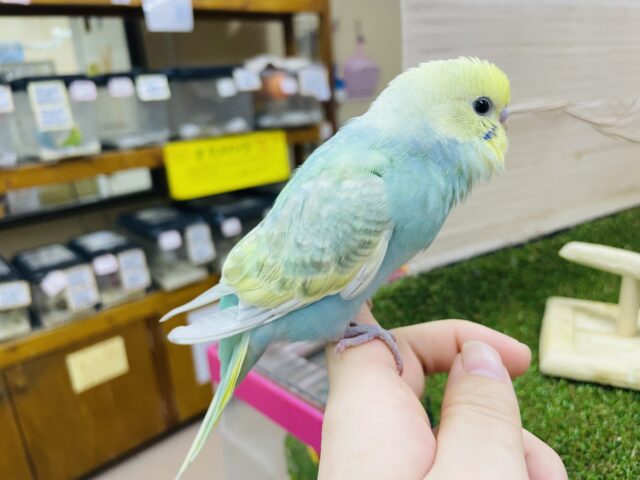 セキセイインコ