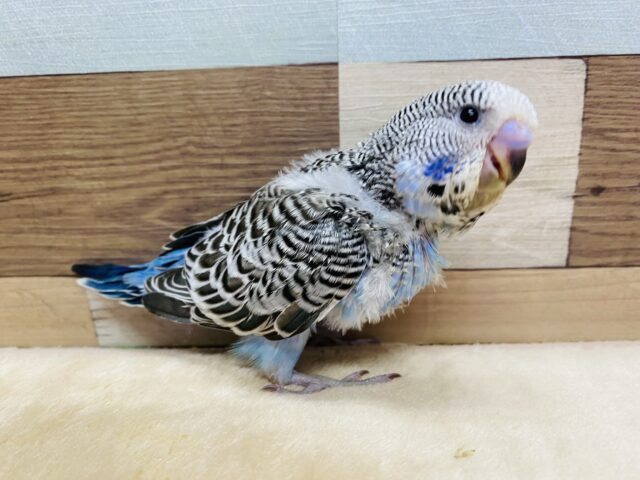 ジャンボセキセイインコ