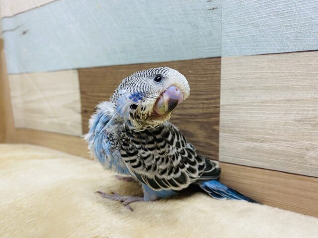 ジャンボセキセイインコ