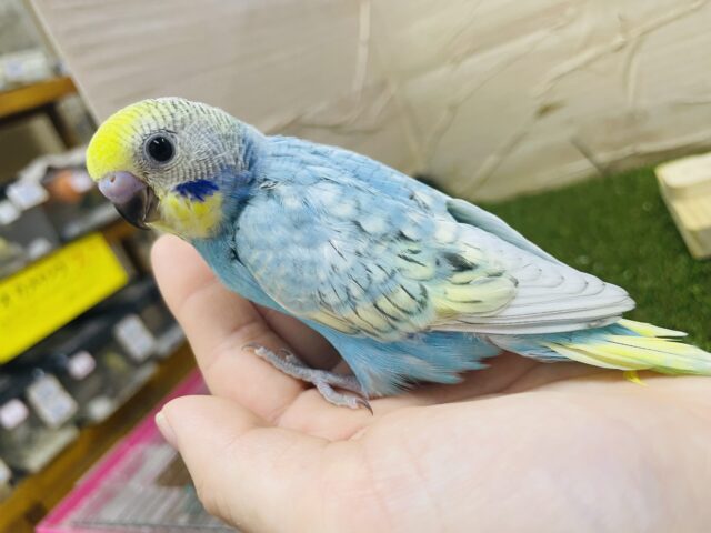 セキセイインコ