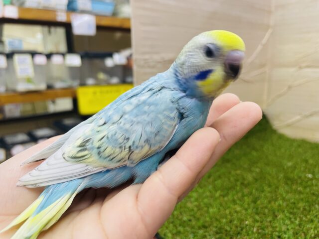 セキセイインコ