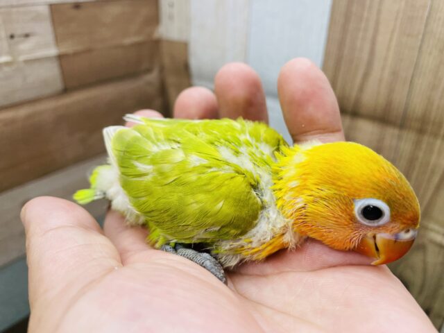 ヤマブキボタンインコ