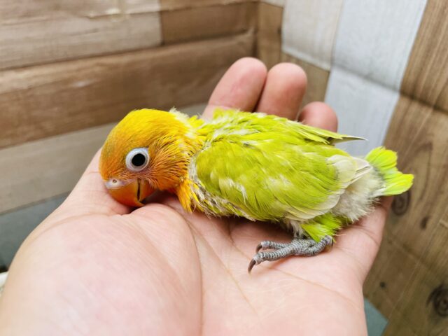 ヤマブキボタンインコ