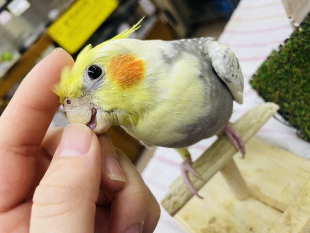 オカメインコ