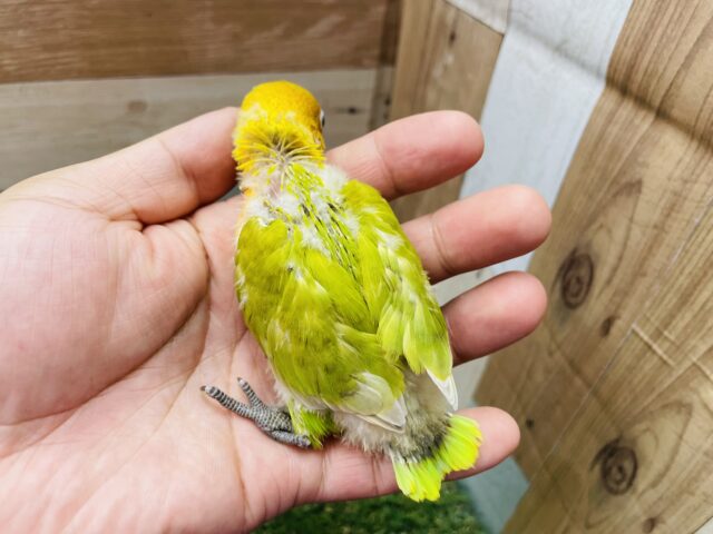 ヤマブキボタンインコ