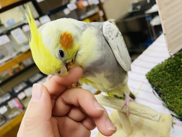 オカメインコ