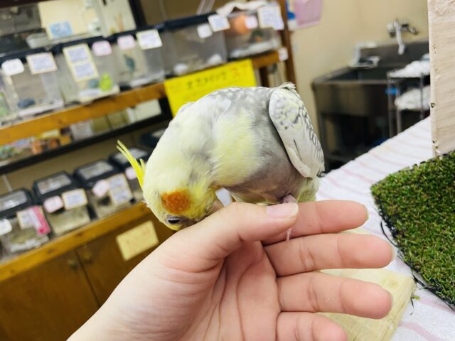 オカメインコ