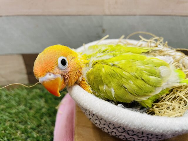 ヤマブキボタンインコ