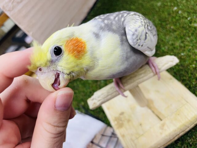 オカメインコ