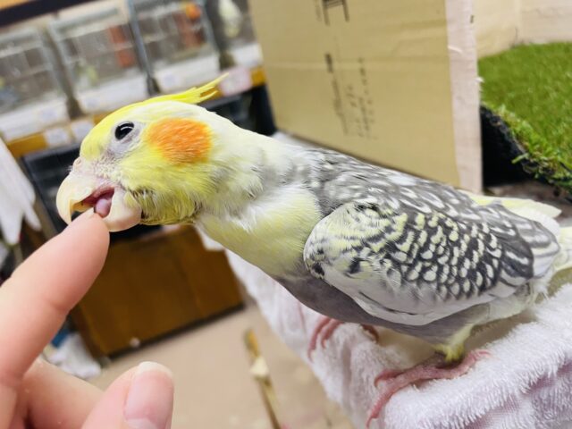 オカメインコ