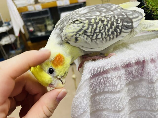 オカメインコ